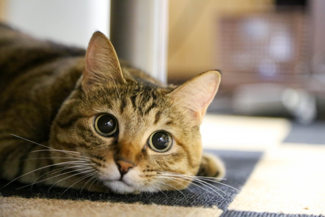 猫臭い部屋の消臭対策の方法 おすすめの除菌もできる安全スプレー Tsunebo Com